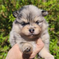 Chiots spitz mâles à réserver #5