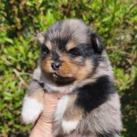 Chiots spitz mâles à réserver #6
