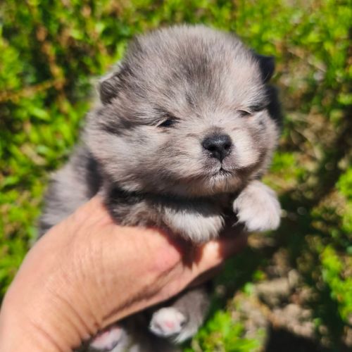 Chiot mâle spitz à réserver