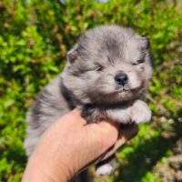 Chiot mâle spitz à réserver #3