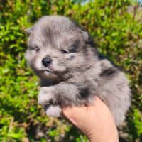 Chiot mâle spitz à réserver #5