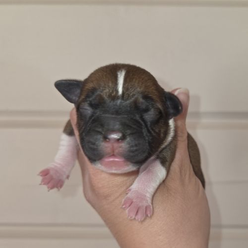 Chiot staffordshire bull terrier lof , staffie,  s