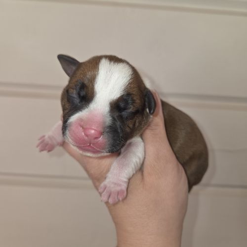 Chiot staffordshire bull terrier lof , staffie,  s #2