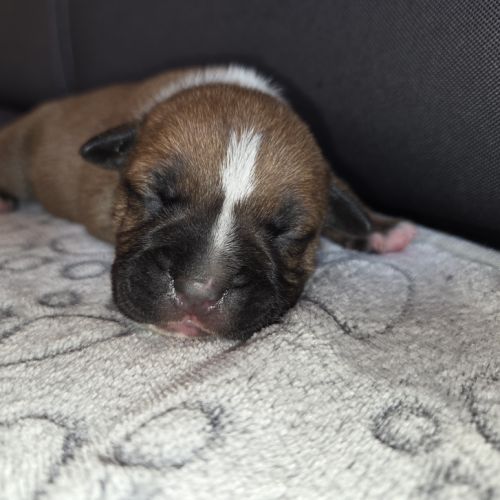 Chiot staffordshire bull terrier lof , staffie,  s