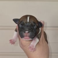 Chiot staffordshire bull terrier lof , staffie,  s