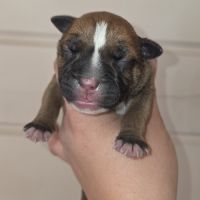 Chiot staffordshire bull terrier lof , staffie,  s #3