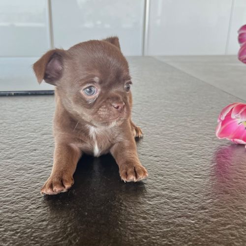 Chiot chihuahua #1