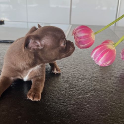 Chiot chihuahua