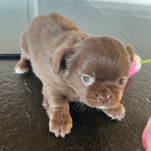 Chiot chihuahua #4
