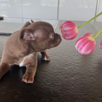 Chiot chihuahua #0