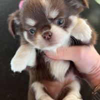 Chiot chihuahua #3