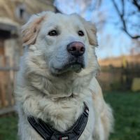 Leon adoption très urgente #4