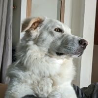 Leon adoption très urgente #6