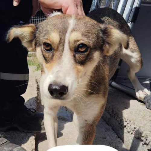 Hope, petite chienne très douce à l'adoption