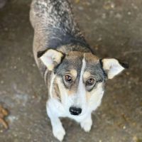 Hope, petite chienne très douce à l'adoption #4