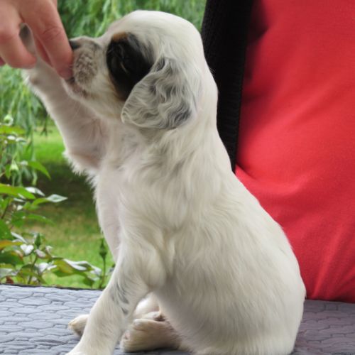 Chiot mâle setter anglais tricolore lof #3