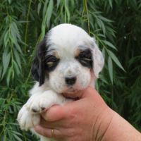 Chiot mâle setter anglais tricolore lof