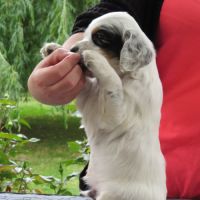 Chiot mâle setter anglais tricolore lof #2