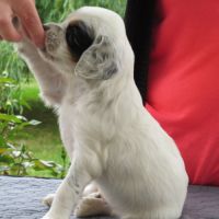 Chiot mâle setter anglais tricolore lof #3