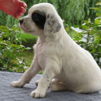 Chiot mâle setter anglais tricolore lof #4