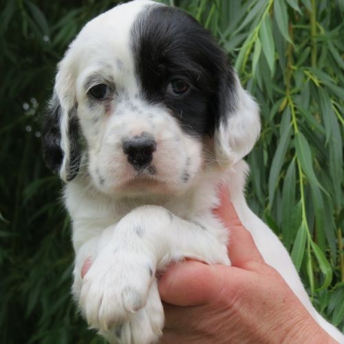 Chiot femelle setter anglais bluebelton lof #3