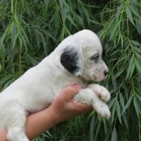 Chiot femelle setter anglais bluebelton lof #1
