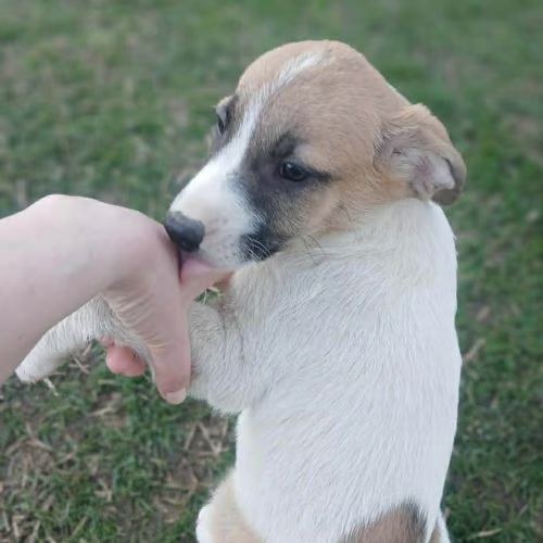 Bébé barney, chiot à adopter d'urgence #2