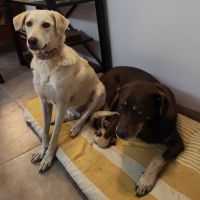 Suzie la belle et douce louloute #4