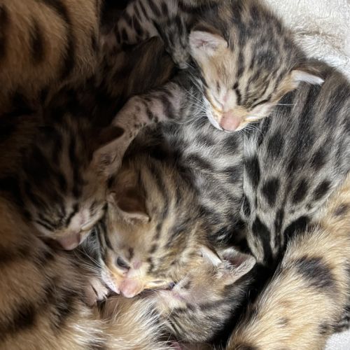 Chatons bengal #2