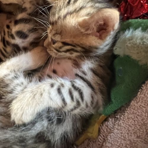 Chatons bengal #5