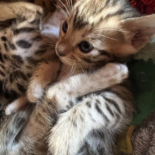 Chatons bengal #6