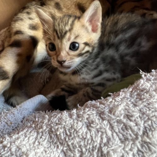 Chatons bengal #7
