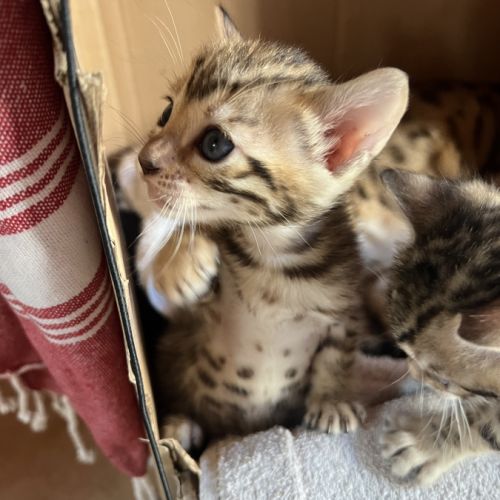 Chatons bengal #8