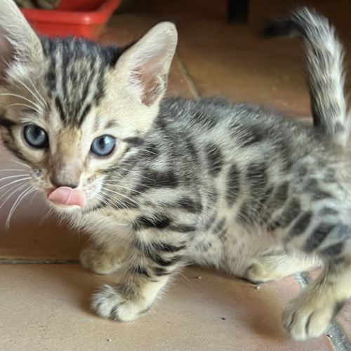 Chatons bengal