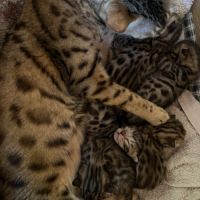 Chatons bengal #1