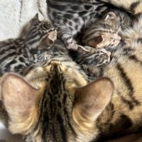 Chatons bengal #3