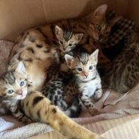 Chatons bengal #4
