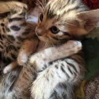 Chatons bengal #6