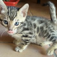 Chatons bengal #0