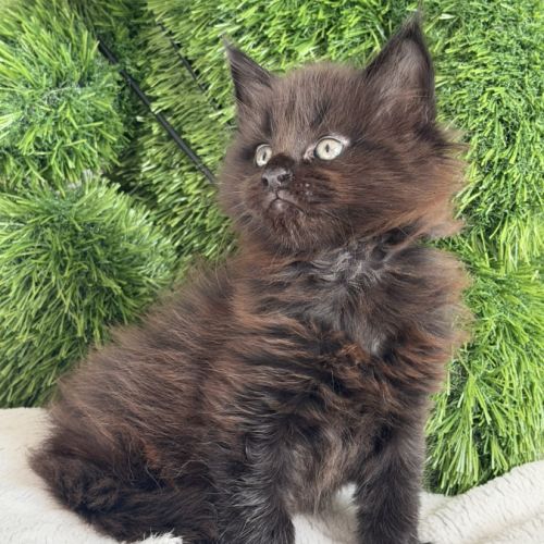 A réserver 2 magnifiques chatons maine coon loof #2