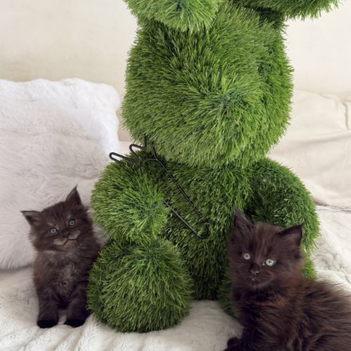 A réserver 2 magnifiques chatons maine coon loof #3
