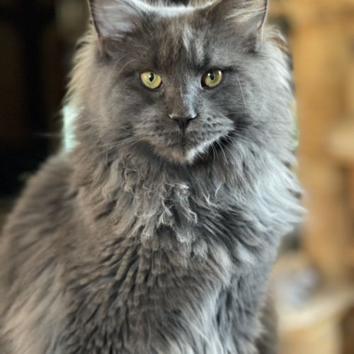 A réserver 2 magnifiques chatons maine coon loof #5