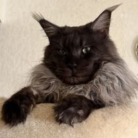 A réserver 2 magnifiques chatons maine coon loof #1
