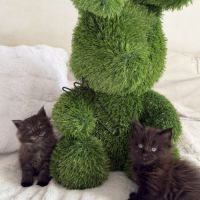 A réserver 2 magnifiques chatons maine coon loof #3