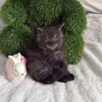 A réserver 2 magnifiques chatons maine coon loof #0