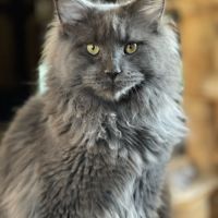 A réserver 2 magnifiques chatons maine coon loof #5