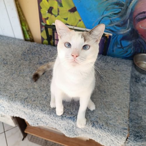 Lily rose, la belle minette