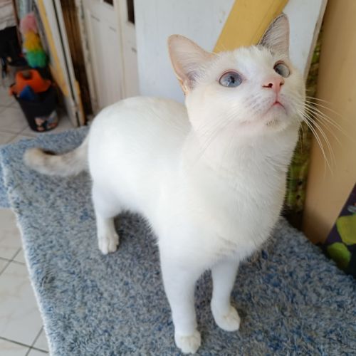 Lily rose, la belle minette #3