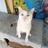 Lily rose, la belle minette #0