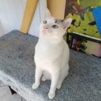 Lily rose, la belle minette #2